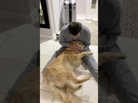 Best friend reunion. #doglover #dogshorts #doglife #goldenretriever