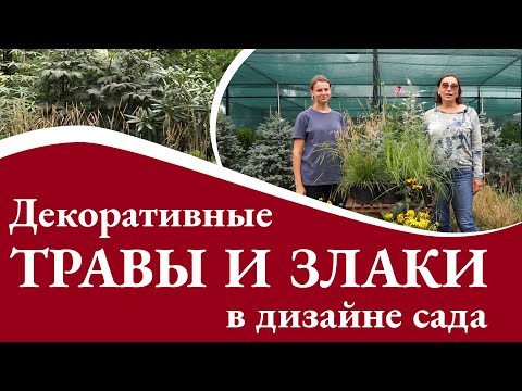 Декоративные травы и злаки в дизайне сада