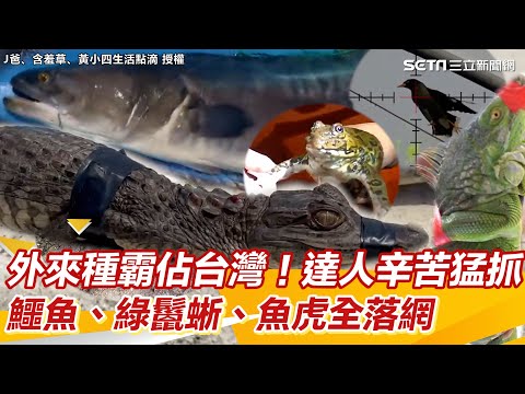 外來種霸佔台灣！達人辛苦猛抓　鱷魚、綠鬣蜥、魚虎、八哥、鱷龜、虎皮蛙全落網｜三立新聞網 SETN.com