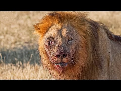 50 Tiere, die Menschen Um Hilfe Baten!