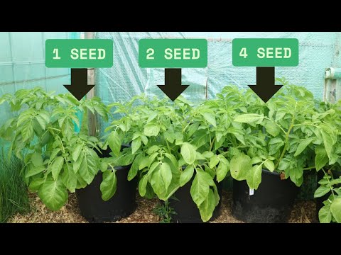 TIRIPLE Your Potato Harvest Shocking Result
