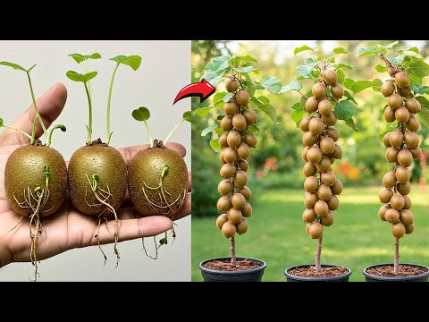 How To Grow Kiwi Plants From Kiwi Fruit in Water Using Water Bottles