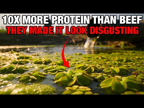 The Fastest Growing Food on Earth: Why is the World’s Most Efficient Protein Labeled a Weed?