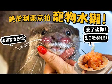 【從零開始養】日本寵物水獺!養了會後悔?日本飼養條件超嚴苛?居然有身分證!?日本有寵物友善住宅?一隻水獺日幣百萬??【許伯簡芝】