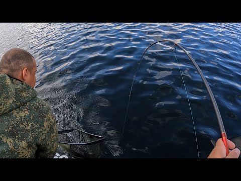 WE HIT A SCHOOL OF PINK FISH / THE BEST PINK FISHING