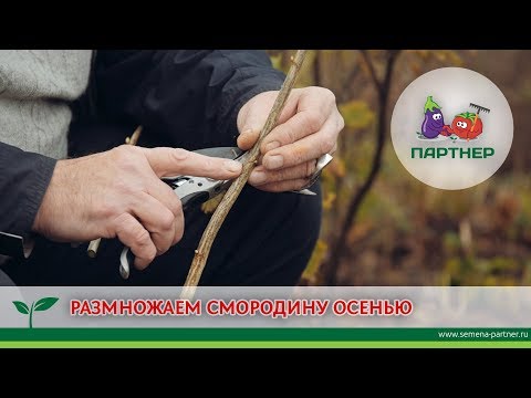 РАЗМНОЖАЕМ СМОРОДИНУ ОСЕНЬЮ