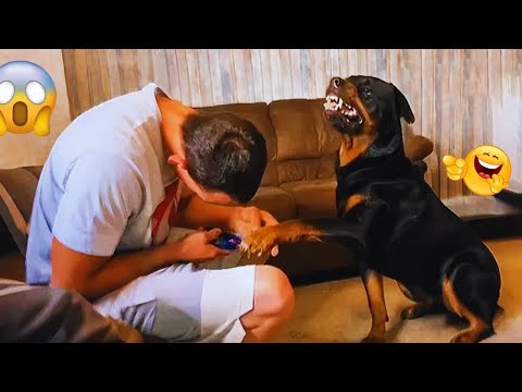 Impossible NOT to LAUGH at These Dogs! 😂 Funny Dog Videos 2025 #2