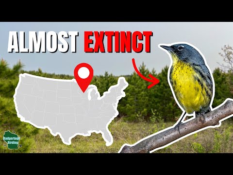 I Tracked Down the RAREST Warbler in the United States!