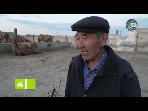 МАЛ ӨСІРСЕҢ - ТҮЙЕ ӨСІР / АГРО АЙМАҚ / 30.04.2025