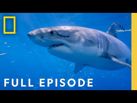 Counting Jaws: The Great White Shark Hot Spot (Full Episode) | National Geographic