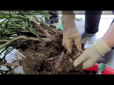 [가재발선인장] 묵은둥이 봄 맞이 분갈이 하고 새단장하기 물주는방법 보여드려요 꼭보세요