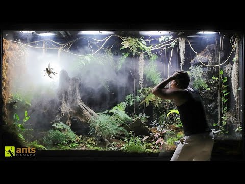 How a Huntsman Spider Returned From the Dead in My Giant Rainforest Vivarium