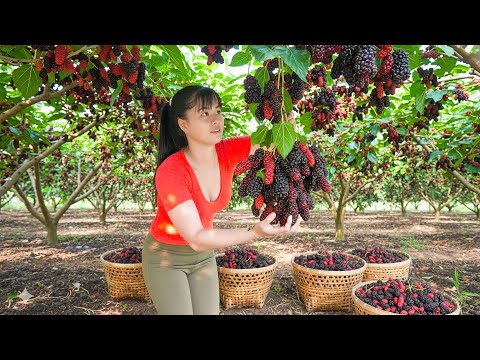 366 Days Collecting 100Kg of Juicy Mulberries – Making the Sweetest Mulberry Syrup!