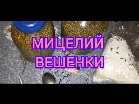 Мицелий вешенки