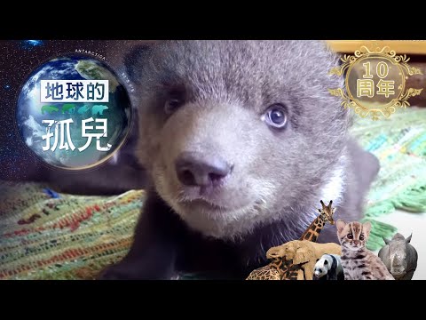 地球的孤兒 ~熊的國度，獵殺棕熊 Orphans of the Earth/ Saving Orphaned Bear Cubs【全集】｜白心儀