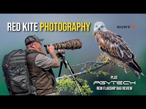 Red Kite Photography