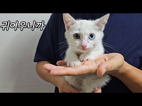 Is it true that the white odd-eyed kitten who gave birth to a kitten really can't hear...?