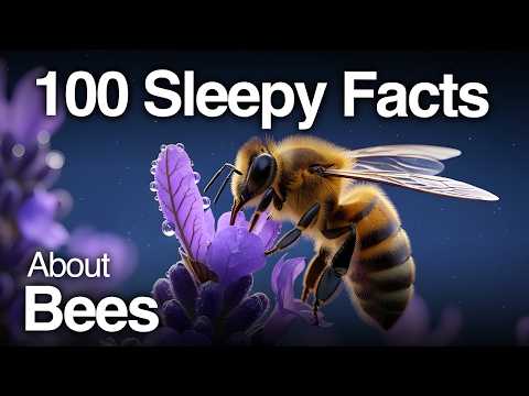 The Most Relaxing Facts About Bees to Fall Asleep To