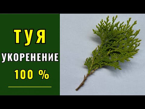 Размножение Туи. Клонирование. Вегетативный способ. Черенкование.
