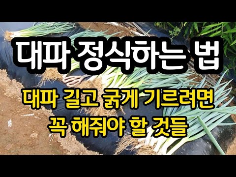 가을 대파 옮겨심기 - 대파 길고 굵게 기르려면 꼭 해줘야 할 것들