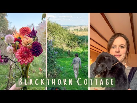 October at Blackthorn Cottage: Wildflowers, Hand tied Bouquets & Meet our New Puppy! #3