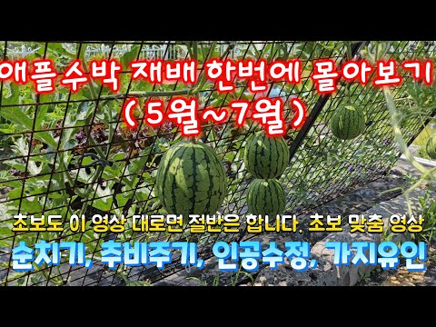 애플수박 재배 방법 한번에 보시면 초보도 키울수 있습니다.