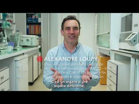 Xenotransplant – projet lauréat Impact Santé