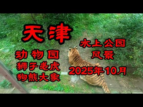 天津 2025年10月 天津水上公园风景 动物园 狮子 老虎 狗熊 大象