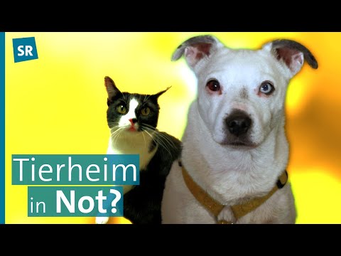 100 Jahre "Bertha Bruch"-Tierheim in Saarbrücken - Zweite Chance für Vierbeiner