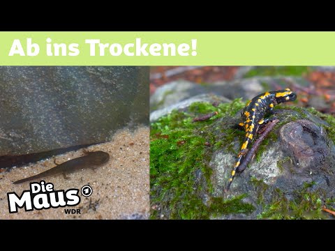 Wie wächst ein Feuersalamander? | DieMaus | WDR