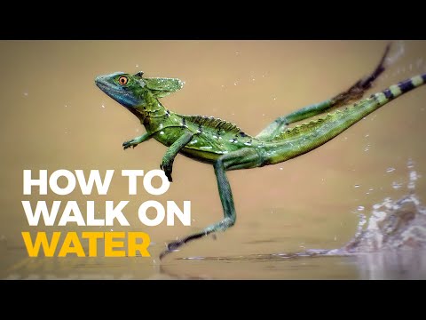 How This Lizard Performs a Miracle