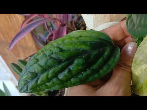 Комнатные растения в декабре/#комнатныерастения 