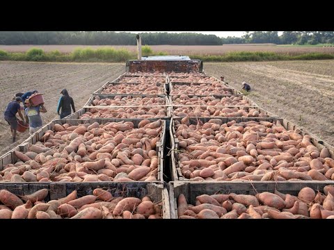 US Farmers Harvest Millions Of Tons Of Vegetables And Fruits During The New Year