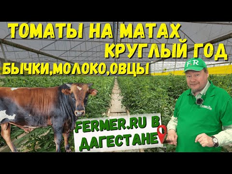 100 тонн помидоров в год. 40 соток томатов. Тепличный бизнес в Дагестане. Мясной скот на откорме.