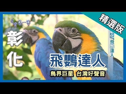 台灣第一等【獨門訓練 鸚鵡達人】彰化 _精選版