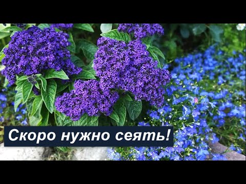 Гелиотроп- мой незаменимый однолетник