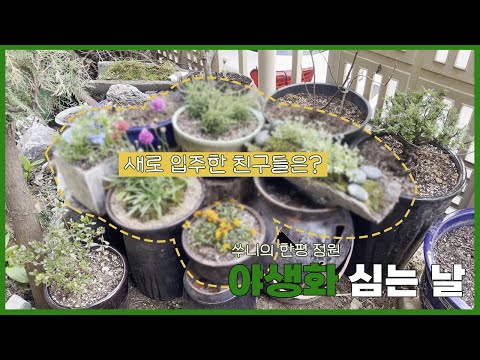 한평정원에 야생화🌱 심는 날｜야생화, 노지월동, 주황비덴스, 델피