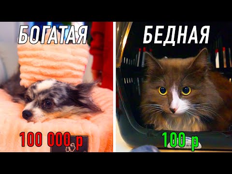 What to buy for a dog and a cat for 100 and 100,000 rubles in a pet store? Gifts Cheap Expensive ...