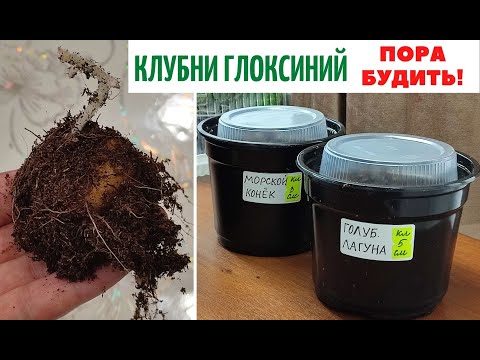 КЛУБНИ 🌹 Глоксиний ✅ ПОРА БУДИТЬ❗