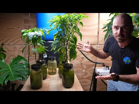 Mason Jar Hydroponic System: Passive & Auto Refilling