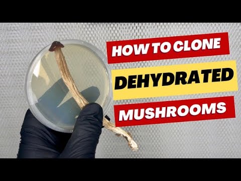 How to Clone Dehydrated Mushrooms