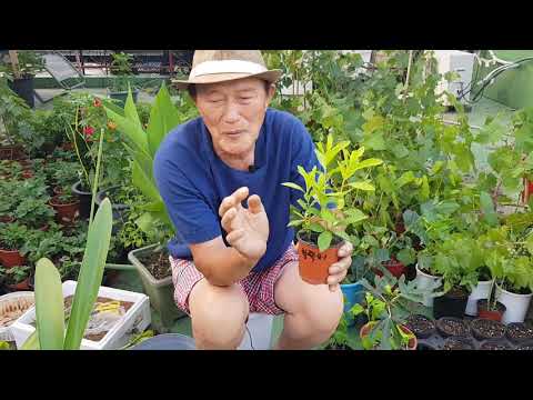 Rhododendron, summer cutting method and suitable soil for cuttings: loess soil, vermiculite, pott...