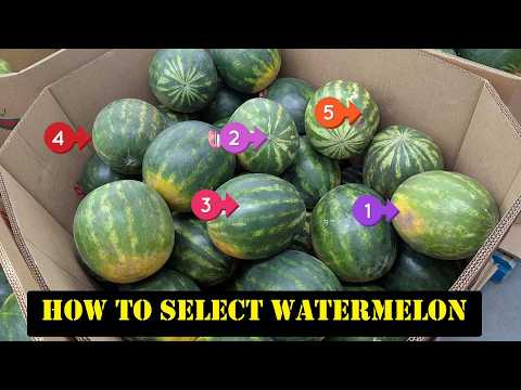 5 Must-Know Tips to Pick a Sweet, Juicy Watermelon!