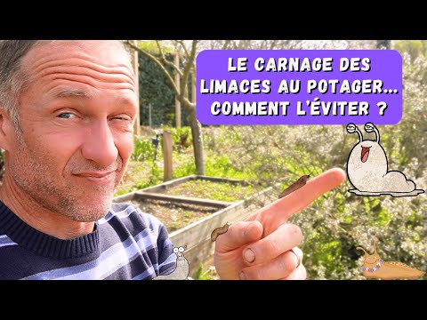 Attention avec les limaces au potager !