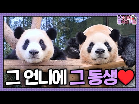 [Omniscient Grandpa's View] ep.238 They're Fu's Younger Sisters💖First time taking supplements