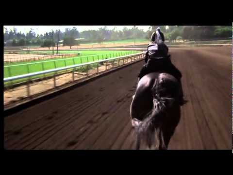The Black Stallion
