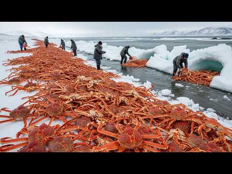 Fishermen Pull 1,726 King Crabs in Just 33 Minutes - Unbelievable Fishing Skills