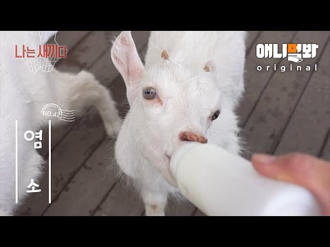 I’m a 45-Day-Old Baby Goat