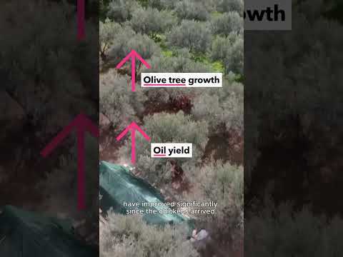 This award-winning olive oil has a secret weapon...chickens!