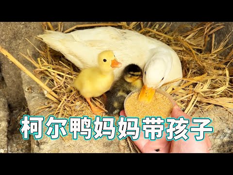 [Cole Duck Raising Baby Collection] There are quite a few little Cole Ducks hatched recently. They